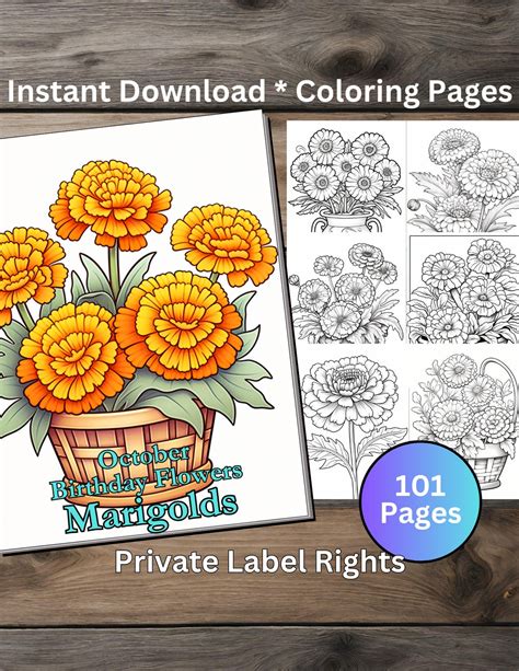 101 October Birthday Flower Marigolds Coloring Book Pages Amazon KDP ...