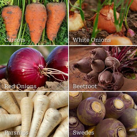 What Are Plant Root Vegetables Tips On Growing Root Vegetables