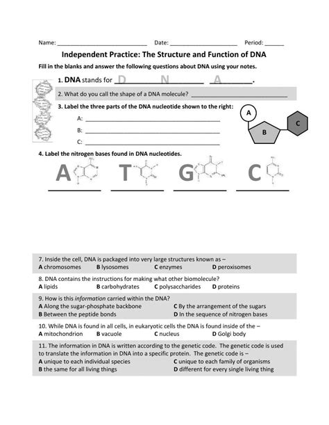 DNA Structure and Function Worksheet 的图像结果