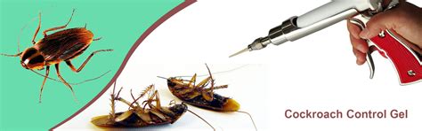 Cockroach control in Chennai | Cockroach control services in Chennai