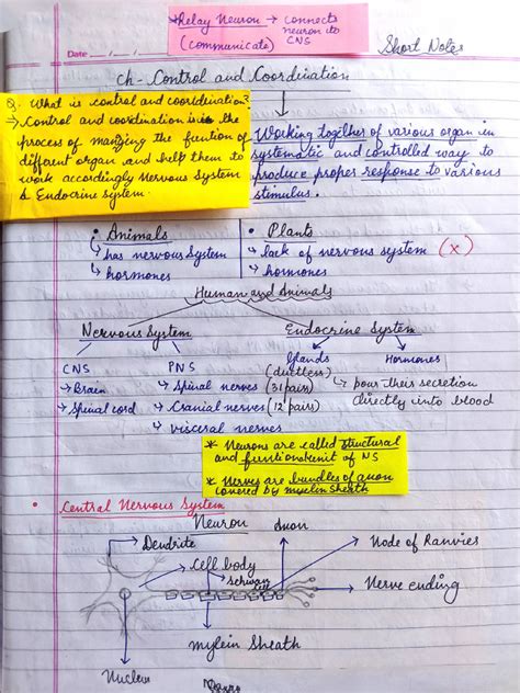 Image result for Control and Coordination Notes From PDF