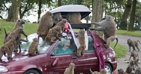 Baboons Allegedly Spotted With 'Knives And Chainsaw' In England's ...
