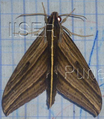 Ramana Athreya @ IISER-Pune : Sphingid Species Notes