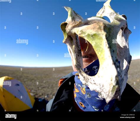 A man wearing skull, King William Island, Nunavut, Canada Stock Photo ...