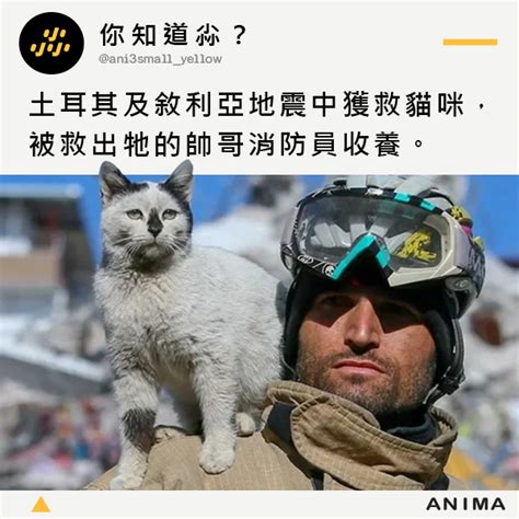 土耳其-敘利亞地震中的獲救貓咪 被救出牠的帥哥消防員收養 - ANIMA 阿尼尛