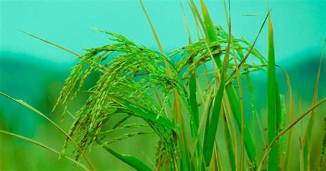 Modulating pathogen functions control sheath blight disease: study