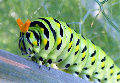 Swallowtail Butterfly Caterpillar