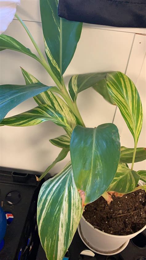 What is this plant? : r/plants