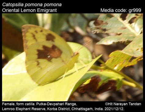 Catopsilia pomona | Butterfly