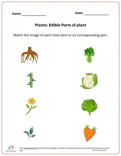 Printable Parts Of A Plant - prntbl.concejomunicipaldechinu.gov.co