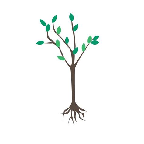 Image result for Maple Tree Sapling Drawing