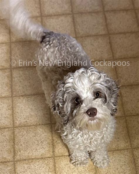 Image result for Cockapoo Adult Dogs
