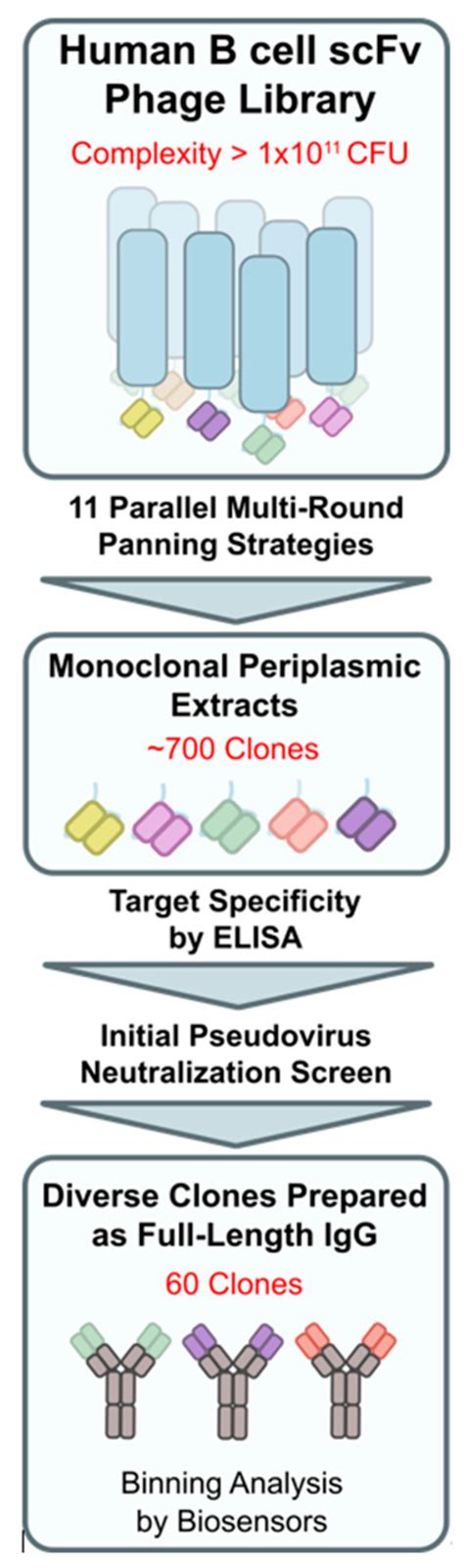 Broad Epitope Coverage of Therapeutic Multi-Antibody Combinations ...