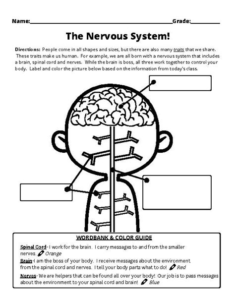 Image result for Crash Course Nervous System