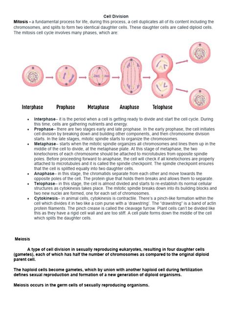Cell Division | PDF | Meiosis | Mitosis