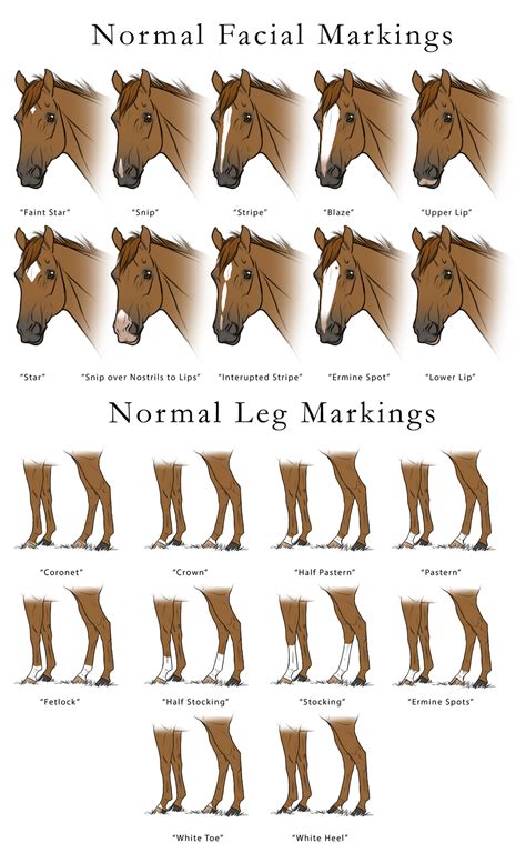 Horse Markings Chart at Herman Stpierre blog