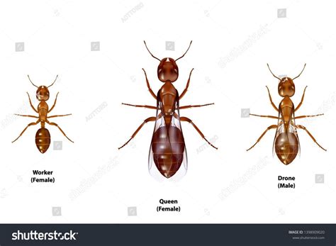 Best 12 Ant Anatomy | Ask A Biologist – Artofit