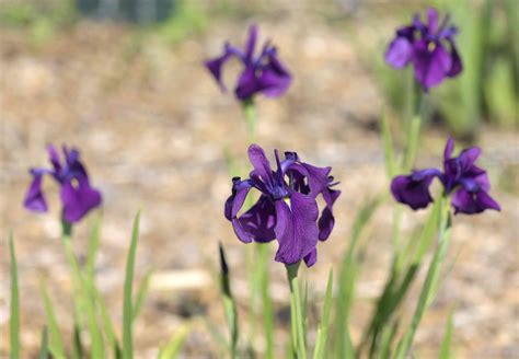 How to Grow and Care for Japanese Iris