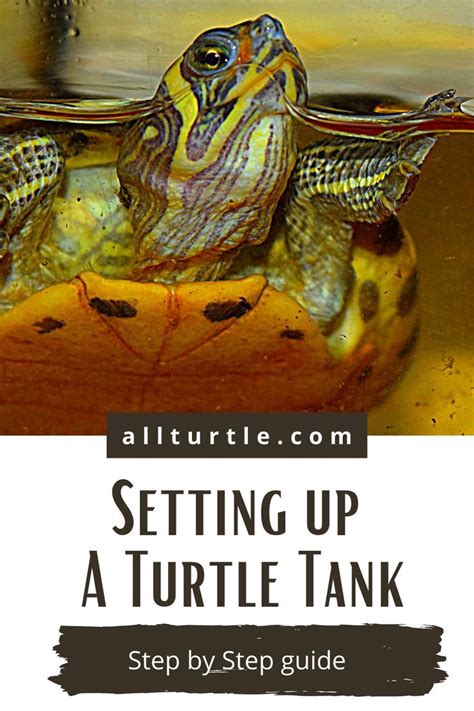 Setting Up a Turtle Tank 的图像结果