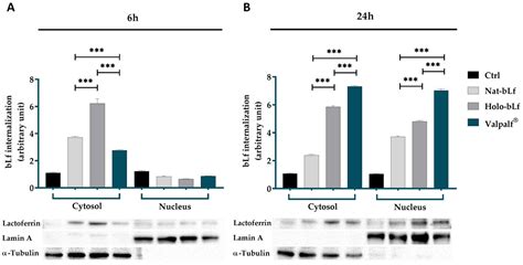 Valpalf®: A New Nutraceutical Formulation Containing Bovine Lactoferrin ...