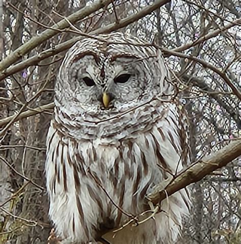 Photo of the Week: Barred Owl at Amherst Survival Center by Dianne ...