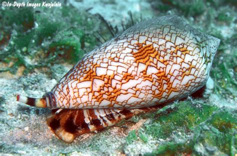 Image result for Conus Textile Shell