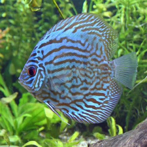 Image result for Blue Turquoise Discus