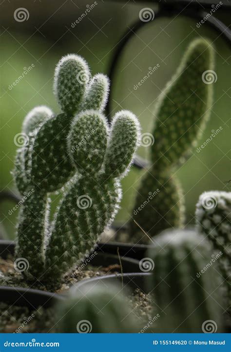 Beautiful Cactus Growing in the Garden Stock Photo - Image of ...