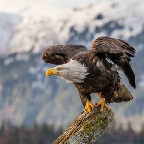 Download wallpaper 2780x2780 bald eagle, bird, tree, blur ipad air ...
