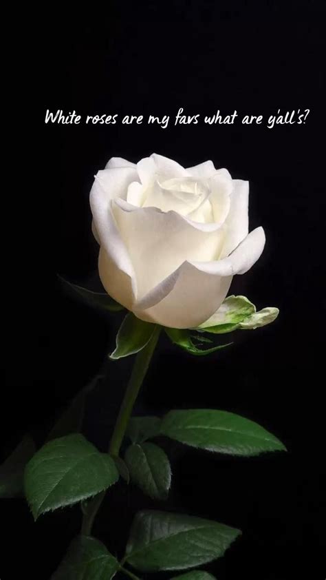 Short Quotes About White Roses at Darcy John blog