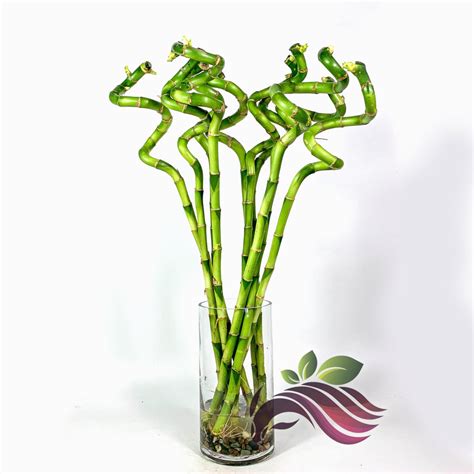 [Indoor Plant] Lucky Bamboo Curly Bamboo Lucky Bamboo Variegated 转运竹 ...