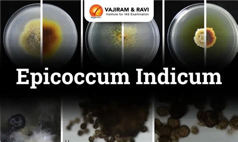 Key Facts about Epicoccum Indicum Fungi