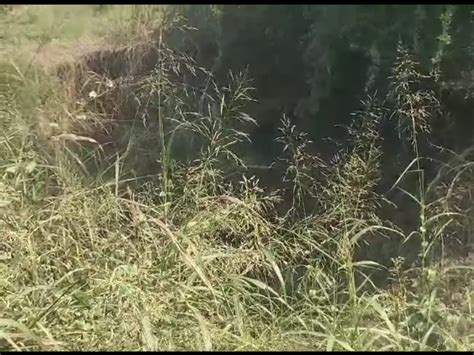 Due to the flood in Dhadhar river of Amod in Bharuch district, farmers ...