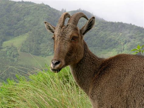 Endangered Species In Kerala