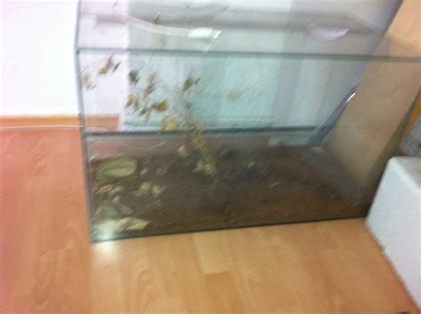 terrarium 80 Breit guter zustand in wuppertal | Tiere | Kleinanzeigen