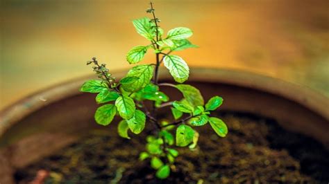Herbs that help eliminate the risk of infectious diseases such as colds ...