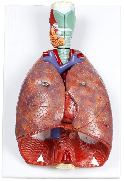 Myaskro - Larynx, Heart And Lungs Anatomy Model (Premium Quality ...