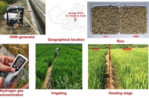 Molecular Hydrogen Increases Quantitative and Qualitative Traits of ...