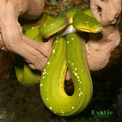 Image result for Female Green Tree Python