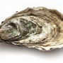 oyster 的图像结果