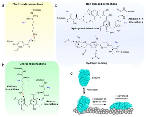 Improve Enzymatic Hydrolysis of Lignocellulosic Biomass by Modifying ...