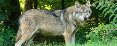 Notwehr: Jäger erschießt Wolf | agrarheute.com