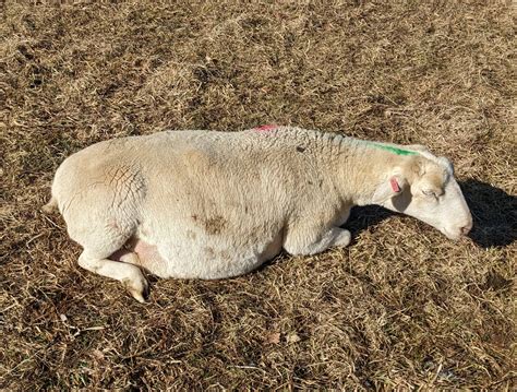 Hypocalcemia versus Pregnancy Toxemia in Sheep - Cornell Small Farms