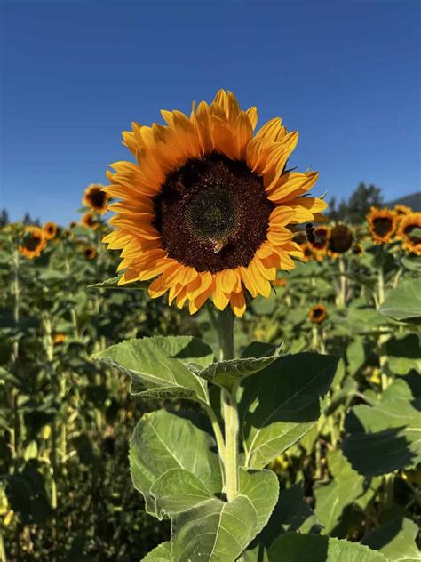 Will Sunflowers Bloom Once Cut at Lachlan Ricardo blog