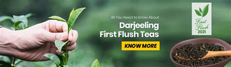 Golden Tips Tea: Buy Premium Loose Leaf Indian Tea, Direct from source