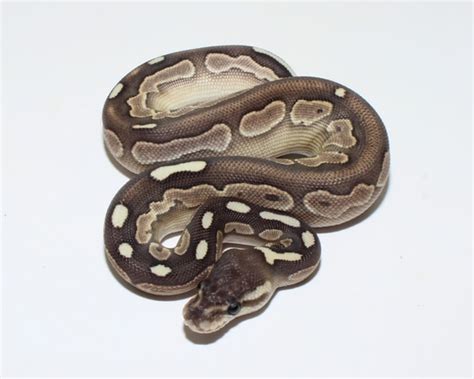 Image result for Voodoo Ball Python