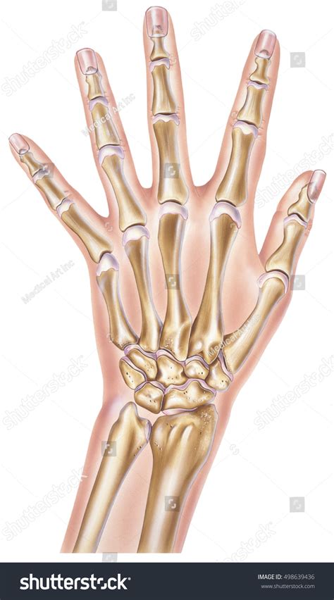 Hand Normal Anatomy Showing Bones Joints Stock Illustration 498639436
