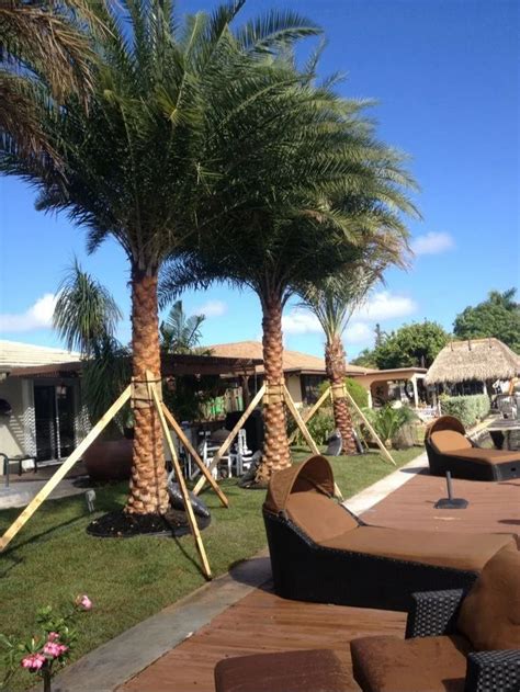 Date Palm Trees Service Provider from Jaipur