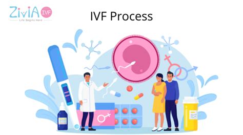 IVF Procedure Explained 的图像结果