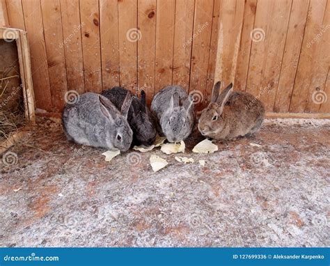 Three Rabbits Eat Cabbage Leaves Stock Photo - Image of snow, russia ...